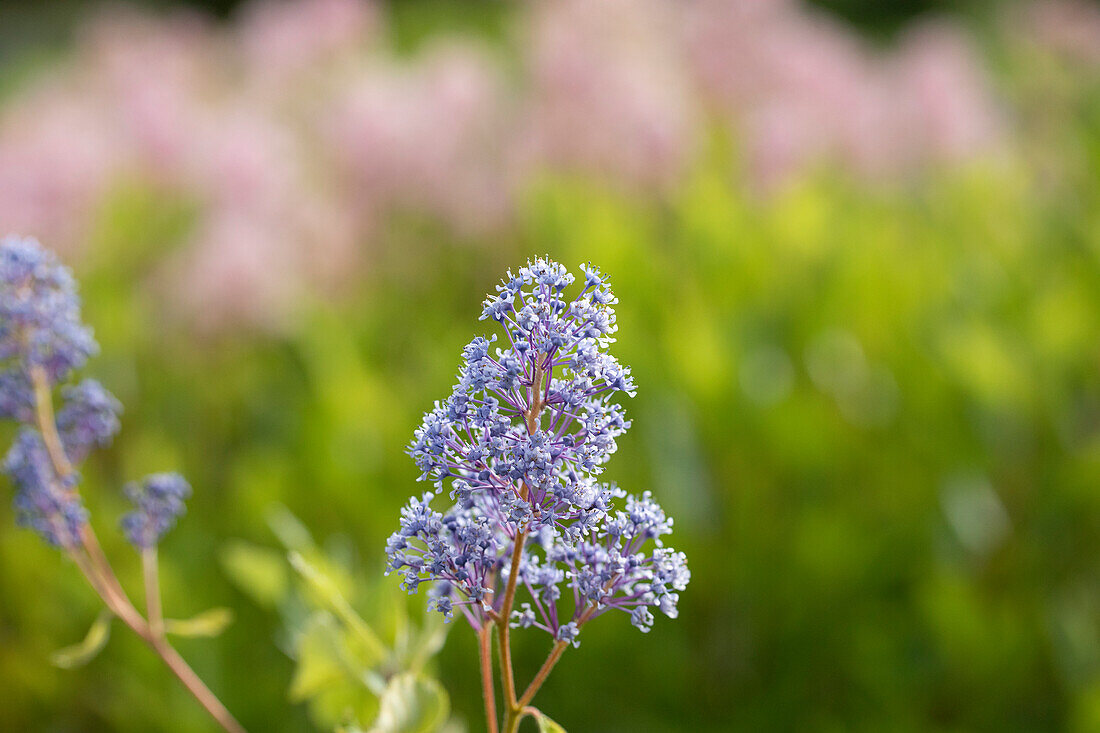 Ceanothus delilianus 'Gloire de Versailles'