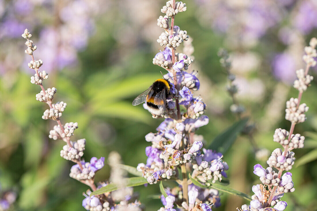 Vitex agnus-castus f. latifolia