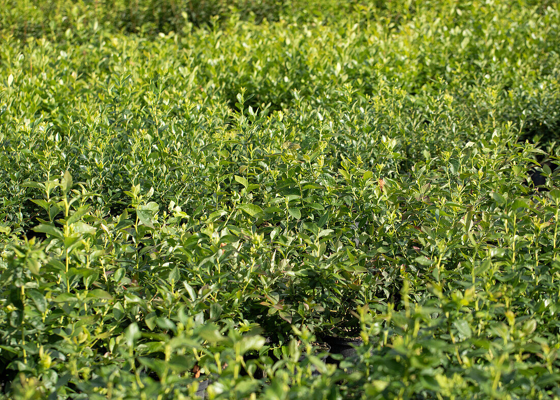 Deciduous trees in a tree nursery