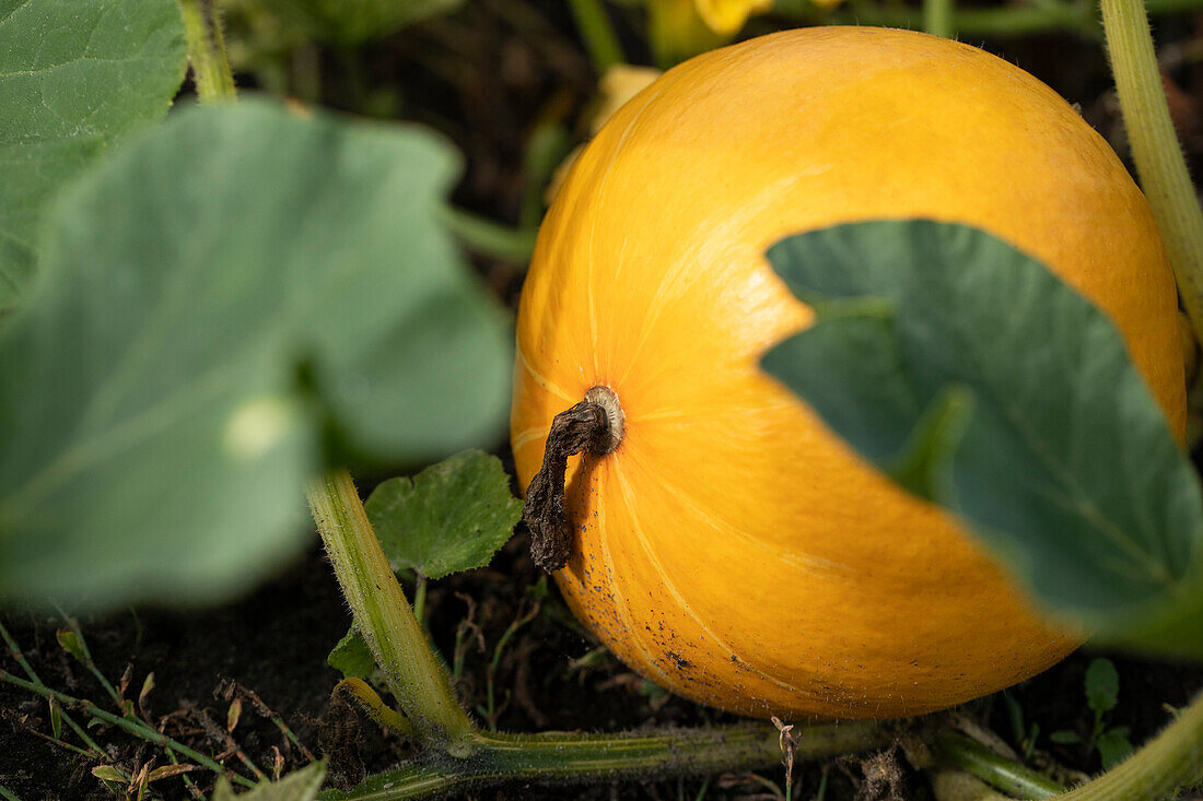 Cucurbita maxima