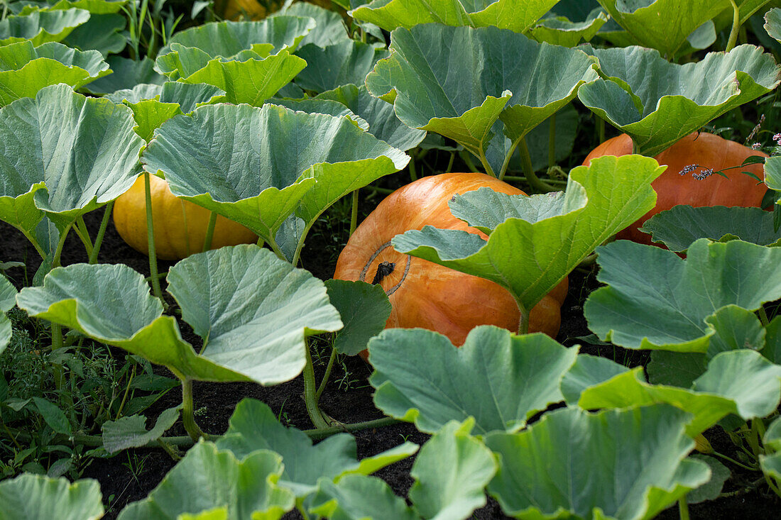 Cucurbita maxima