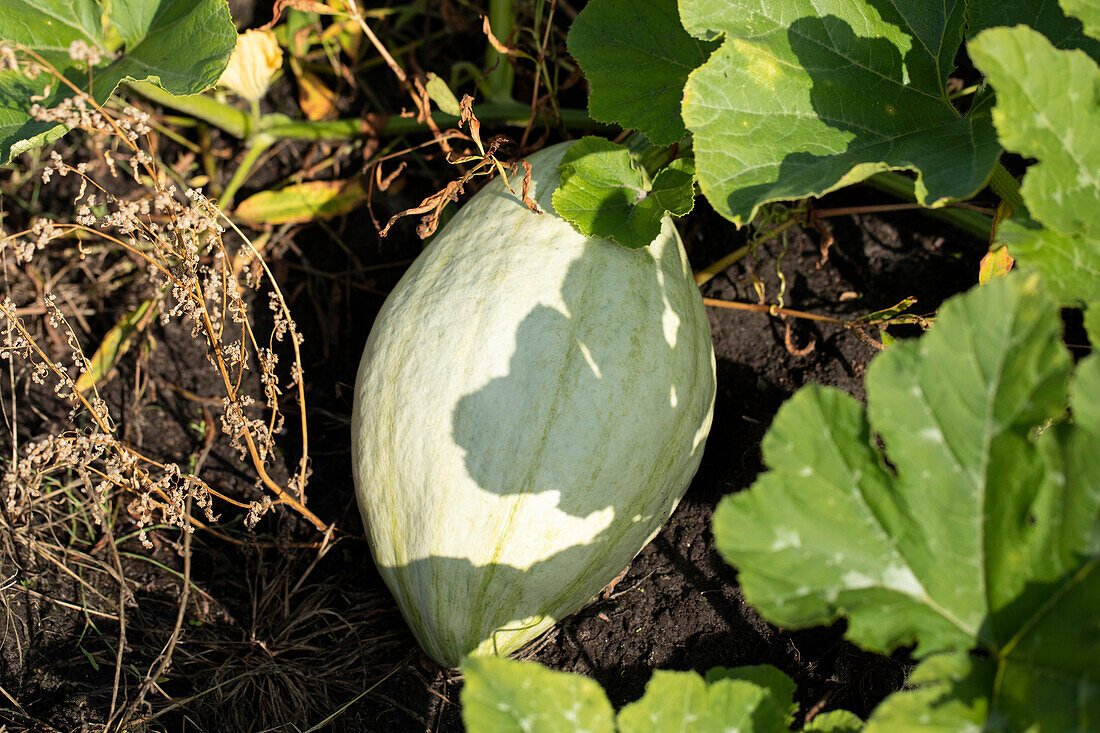 Cucurbita maxima 'Blue Hubbard'