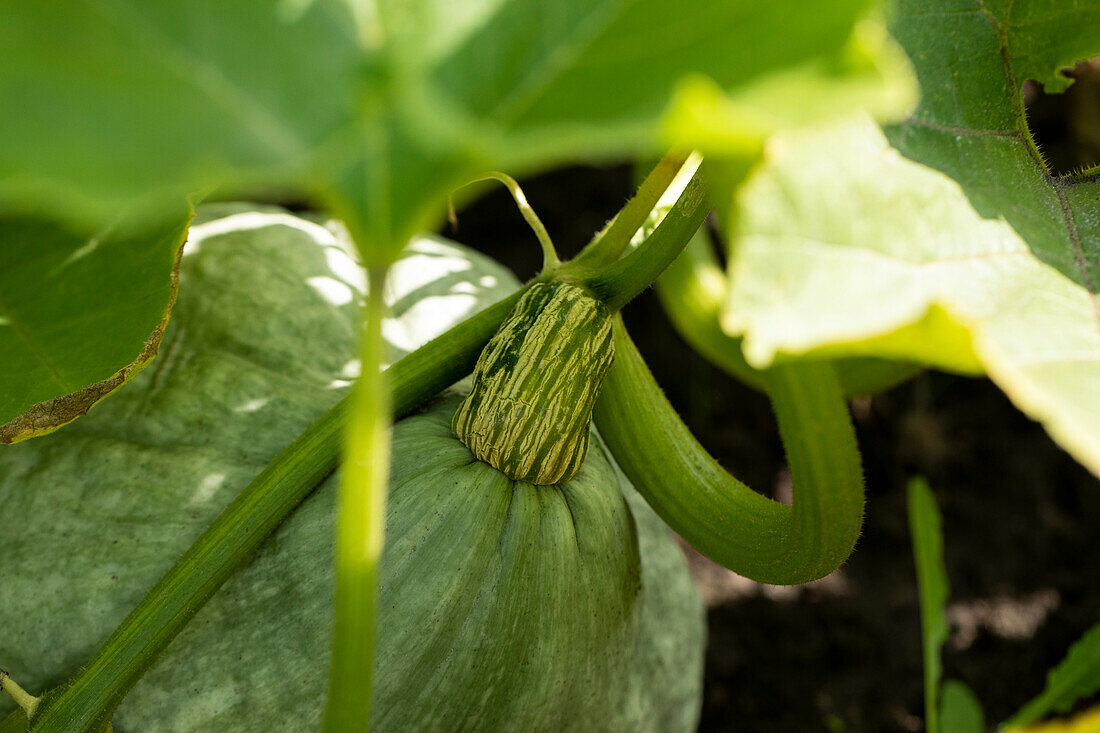 Cucurbita maxima 'Blue Hubbard'