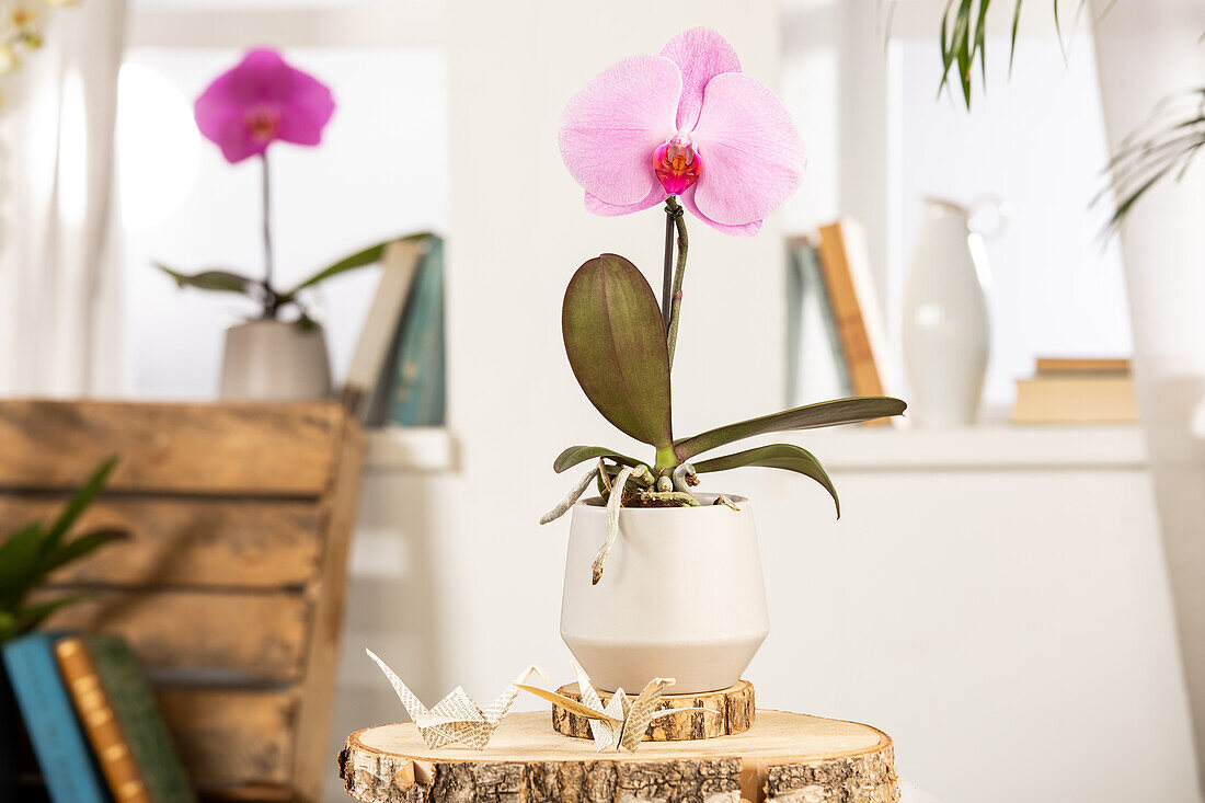 Phalaenopsis 'Singolo'®, rosa