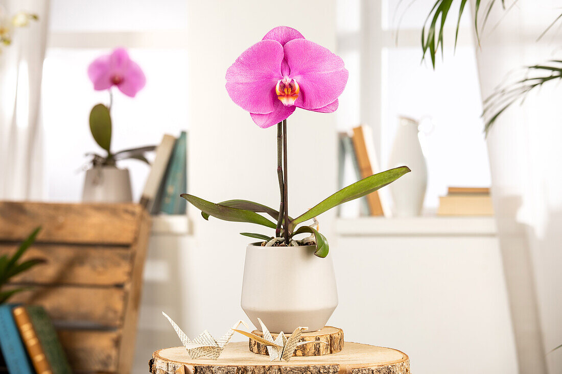 Phalaenopsis 'Singolo'®, pink