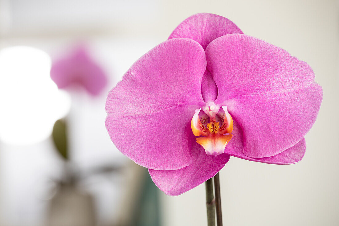 Phalaenopsis 'Singolo'®, rosa