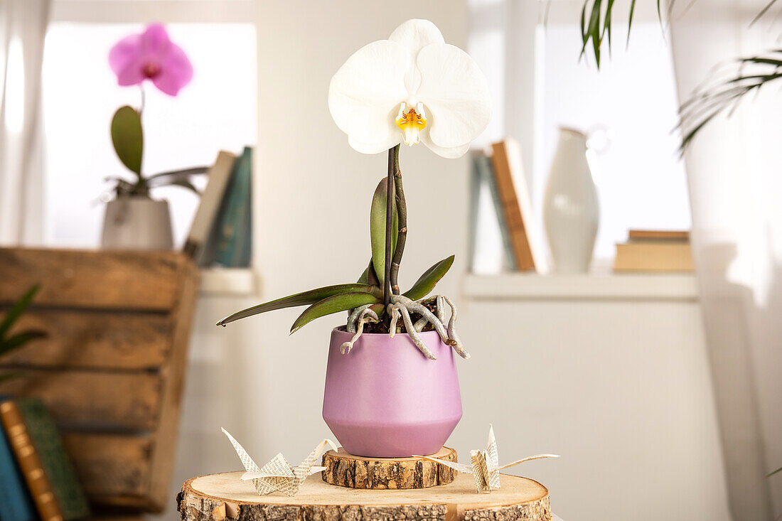 Phalaenopsis 'Singolo'®, weiß