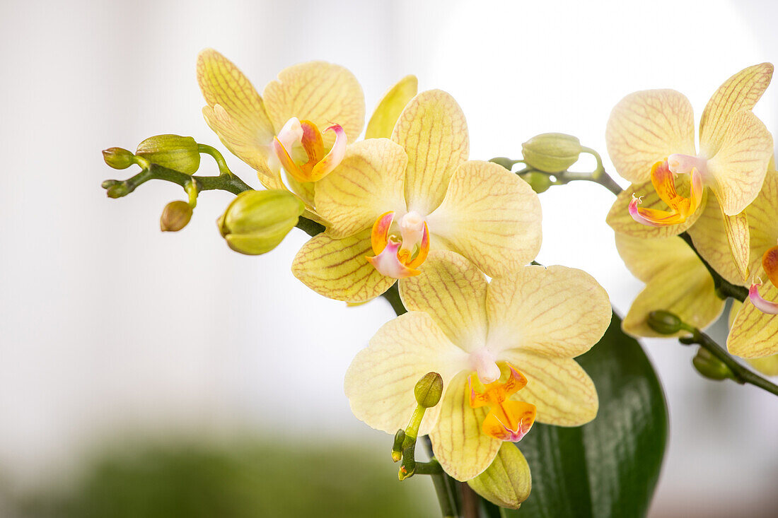 Phalaenopsis, yellow