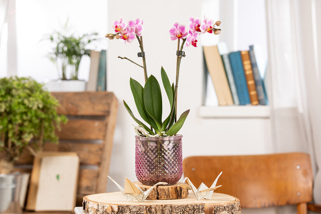 Phalaenopsis multiflora, pink