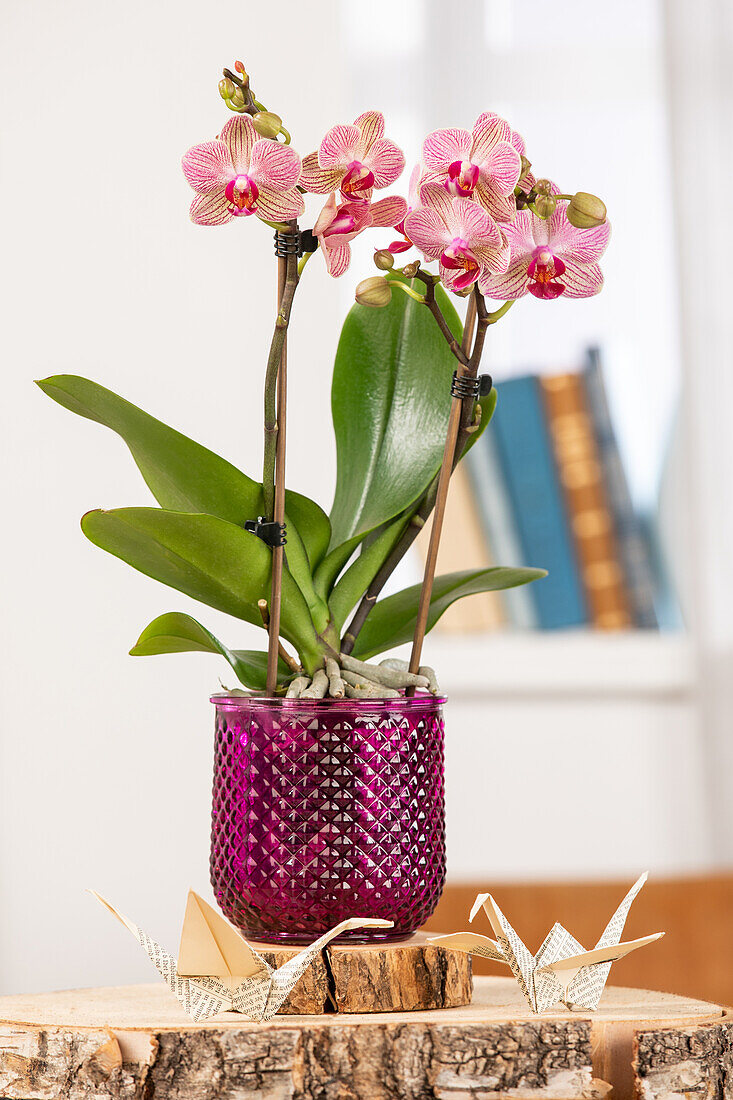 Phalaenopsis, pink