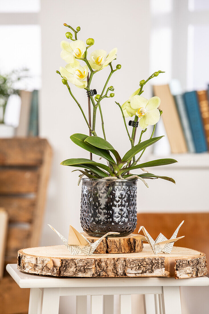 Phalaenopsis multiflora, yellow