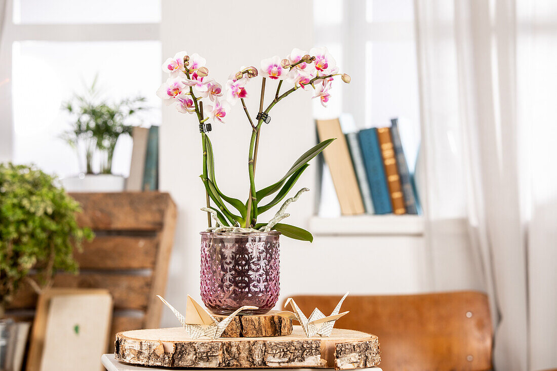 Phalaenopsis multiflora, pink