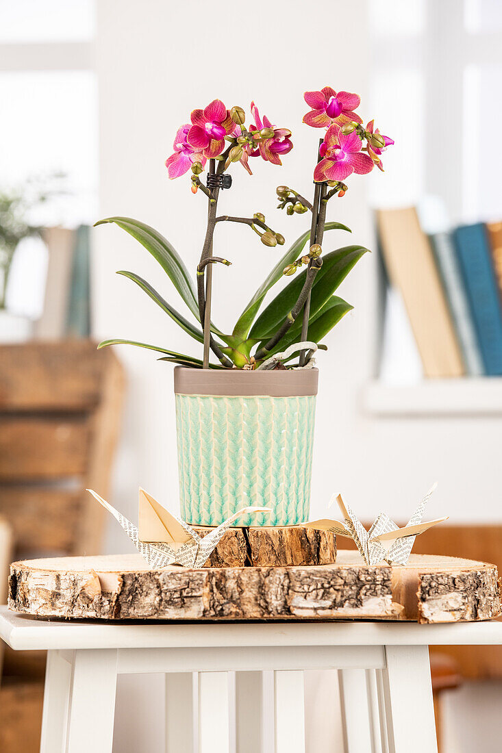 Phalaenopsis multiflora