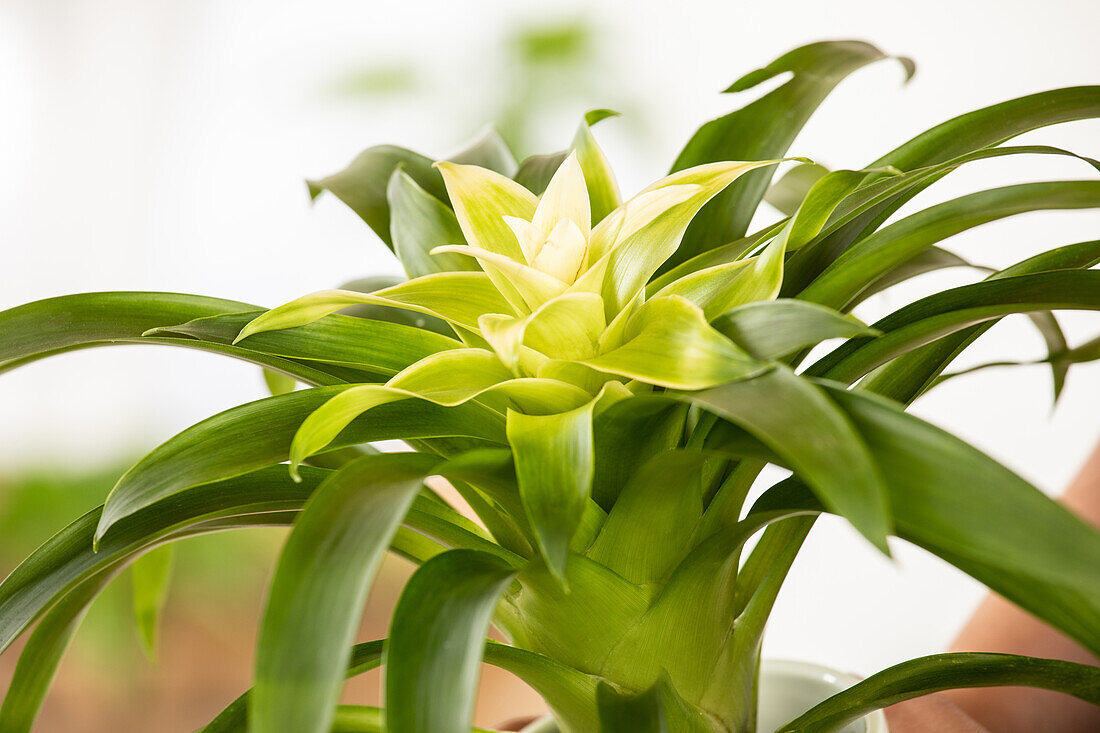 Guzmania, white