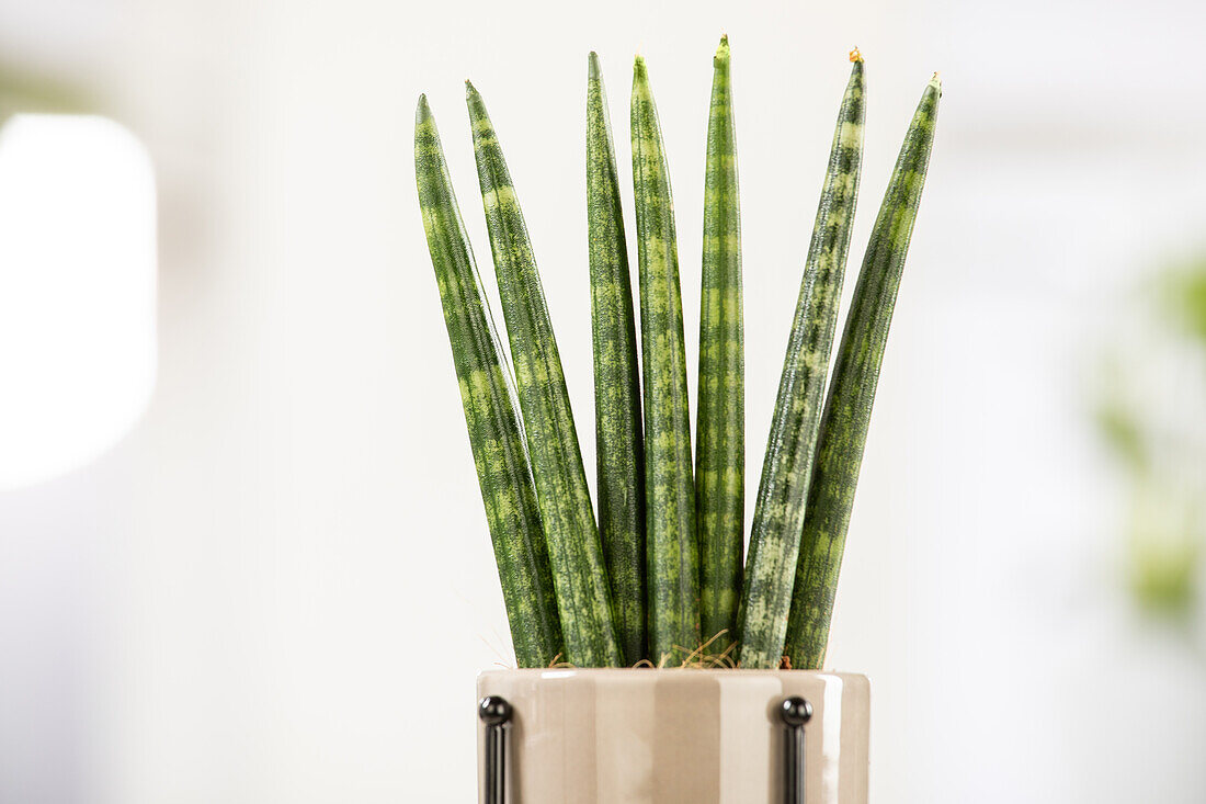 Sansevieria cylindrica