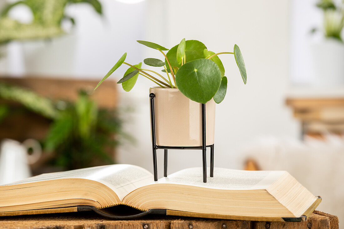 Peperomia polybotrya 'Raindrop'