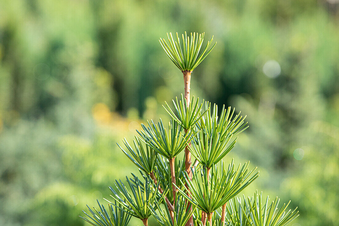 Sciadopitys verticillata