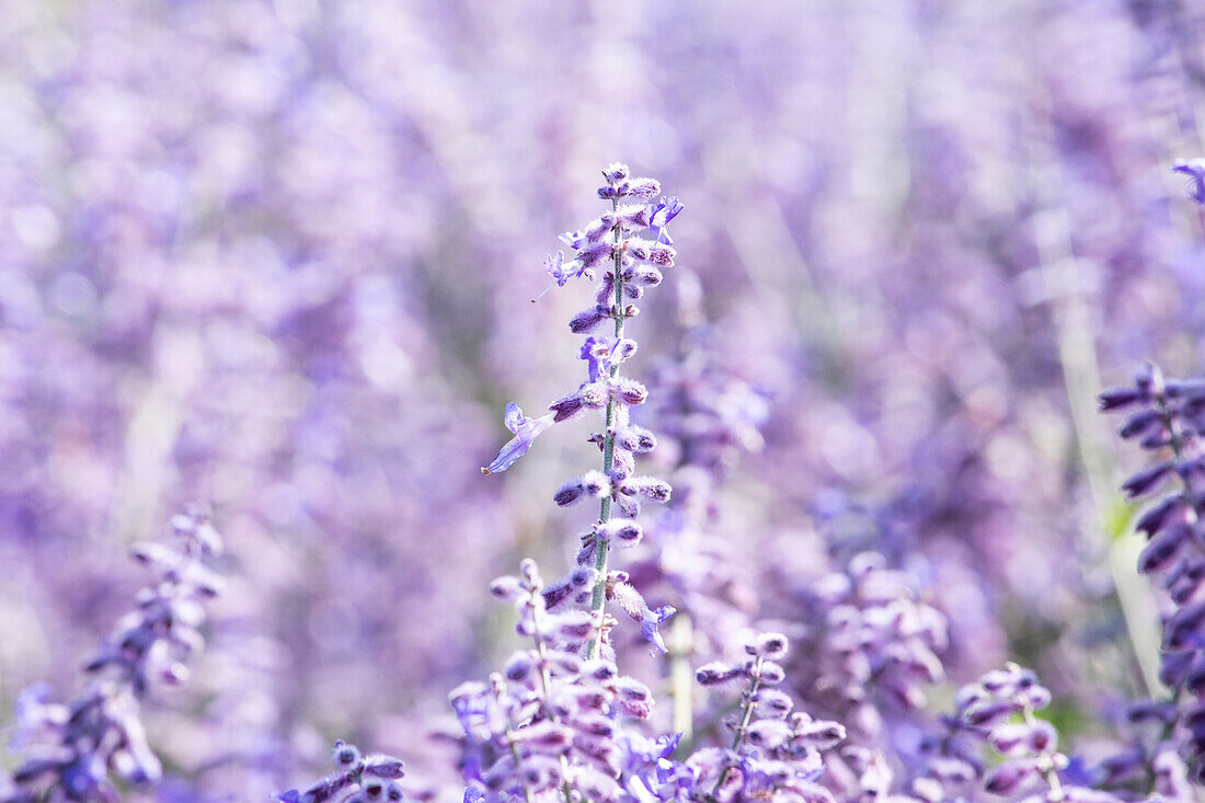 Perovskia atriplicifolia 'Lacey Blue'®