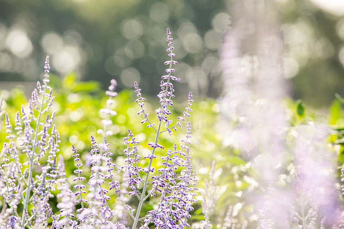 Perovskia atriplicifolia 'Lacey Blue'®