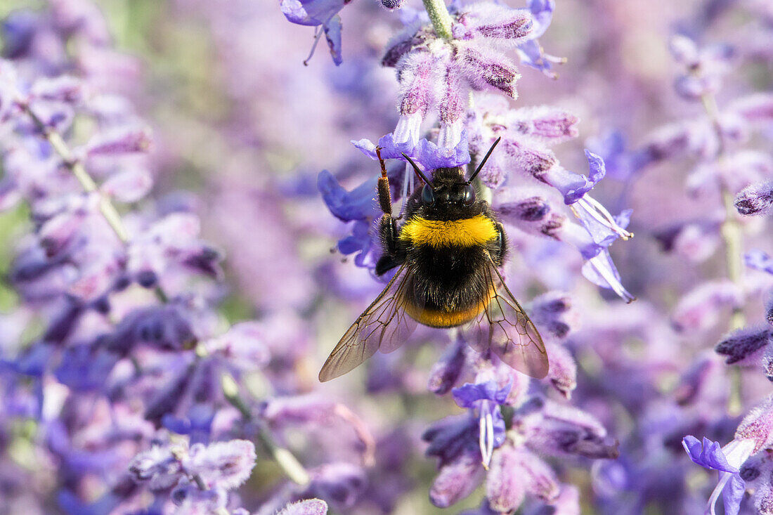 Perovskia atriplicifolia 'Lacey Blue'®