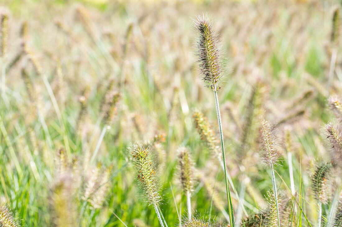 Pennisetum alopecuroides 'Hameln'