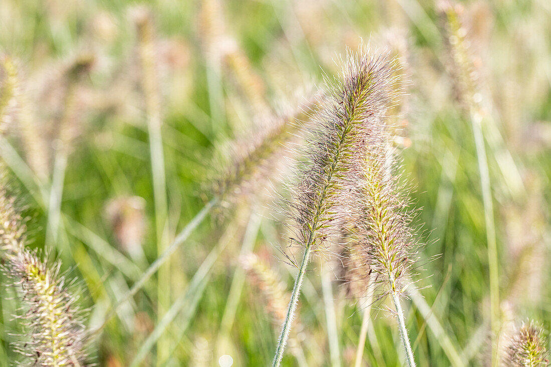 Pennisetum alopecuroides 'Hameln'