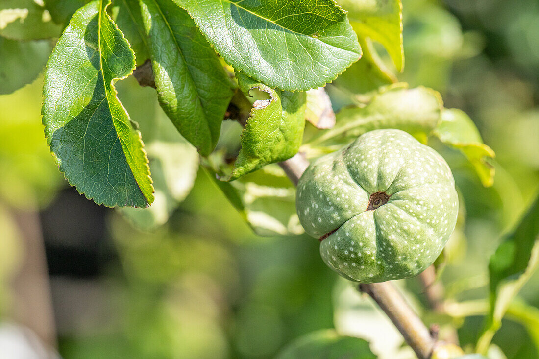 Chaenomeles x superba 'Youki Gotin'