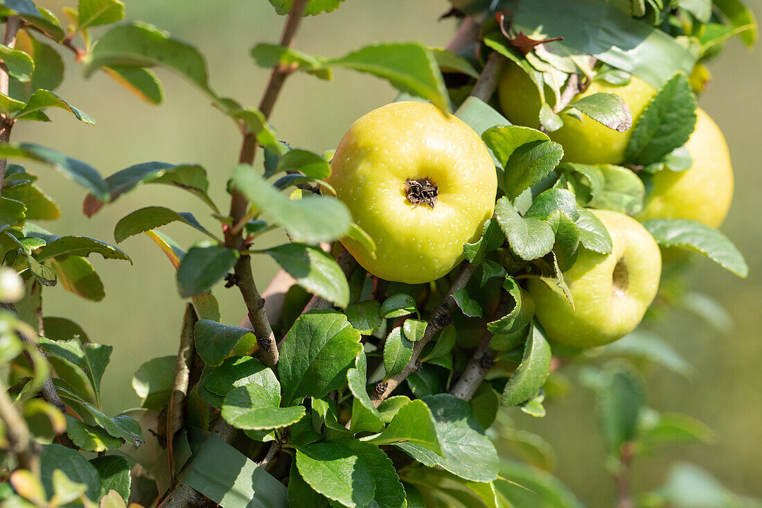 Chaenomeles japonica 'Sargentii'