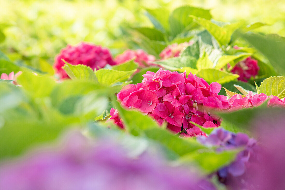 Hydrangea macrophylla 'Bouquet Rose'