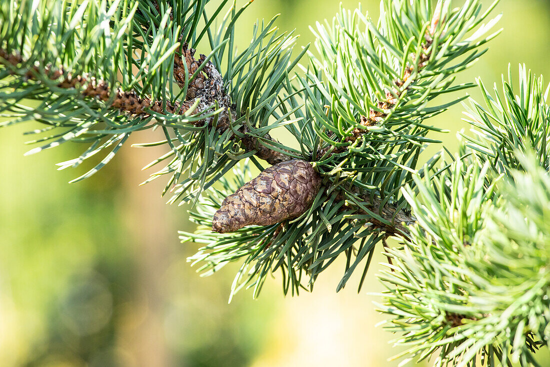 Pinus banksiana 'Arctic'