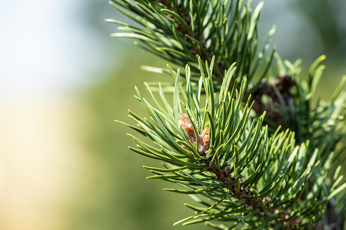 Pinus banksiana 'Arktis'