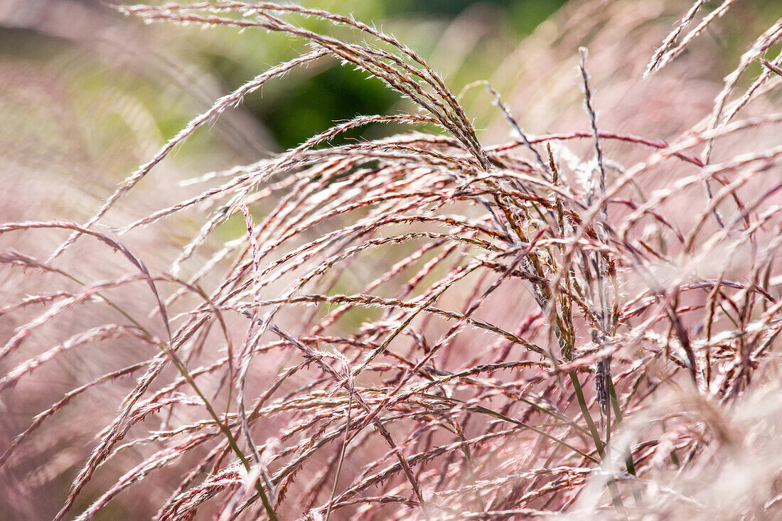 Miscanthus sinensis 'Flamingo'