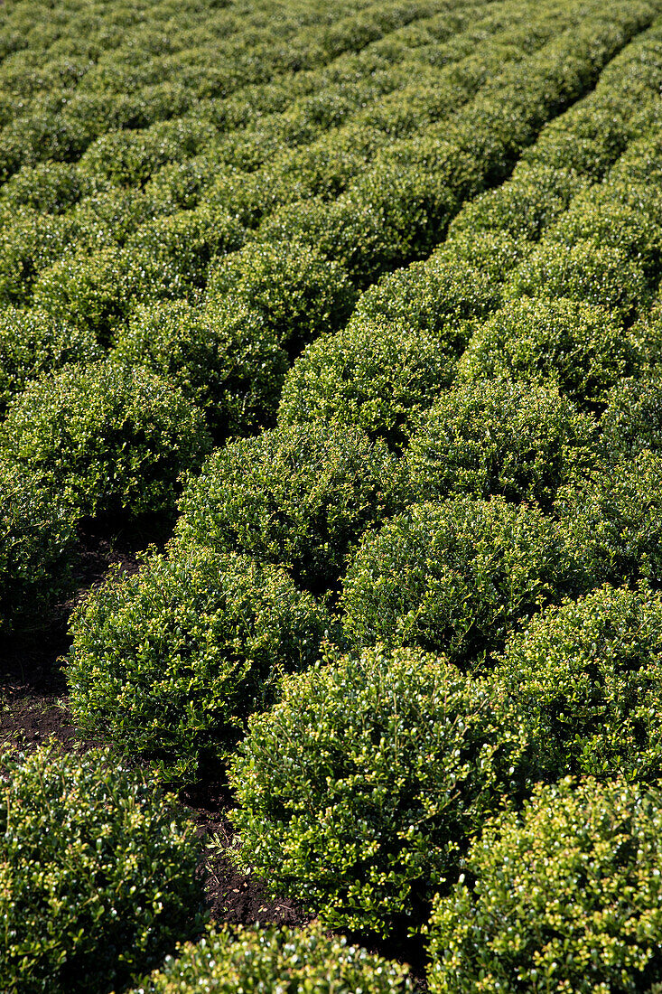 Ilex crenata, ball