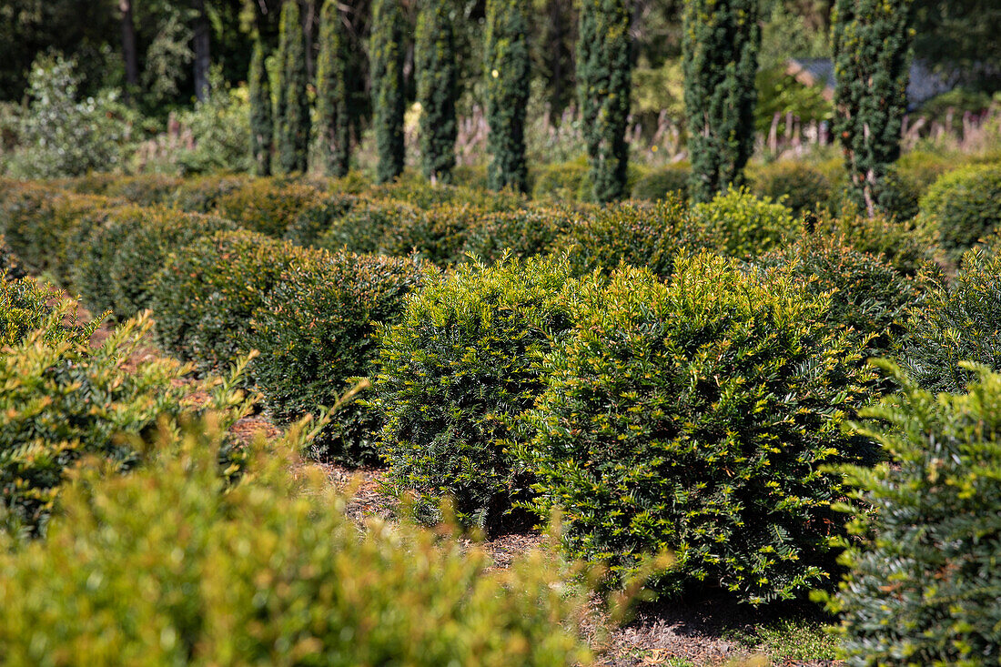 Taxus baccata, globe