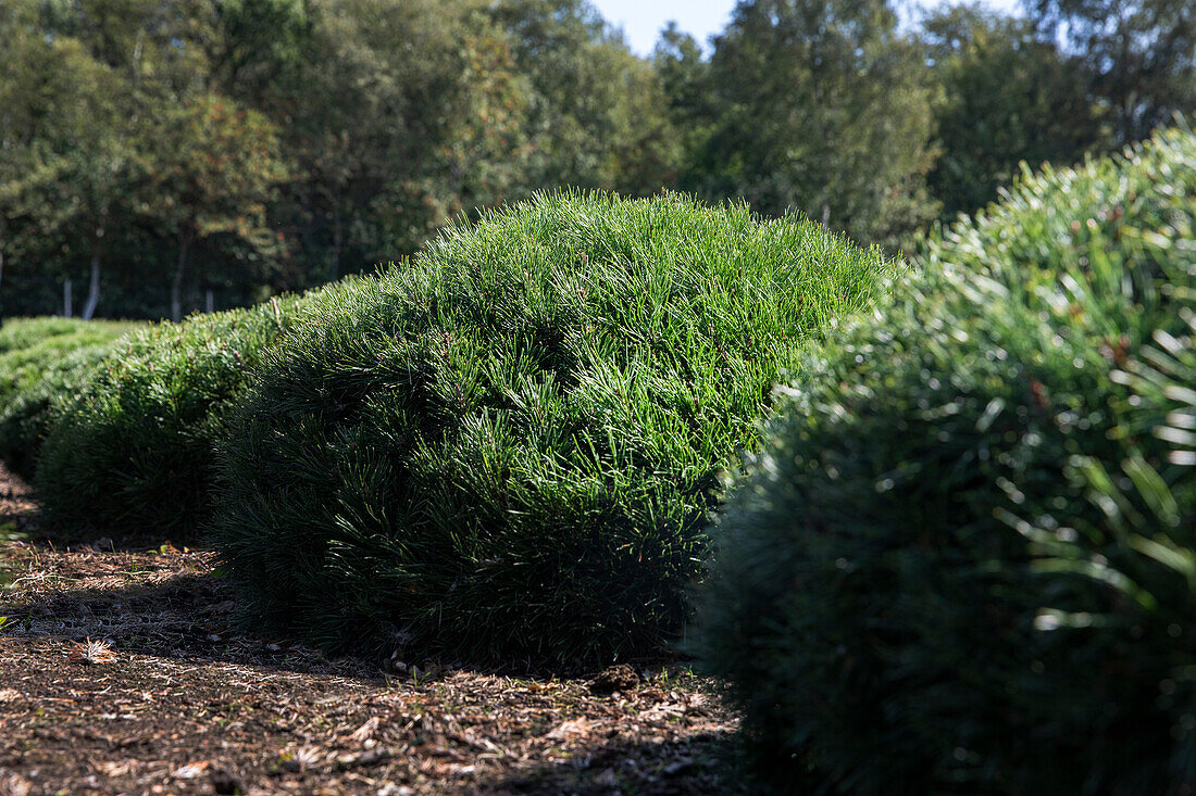 Pinus mugo var. pumilio