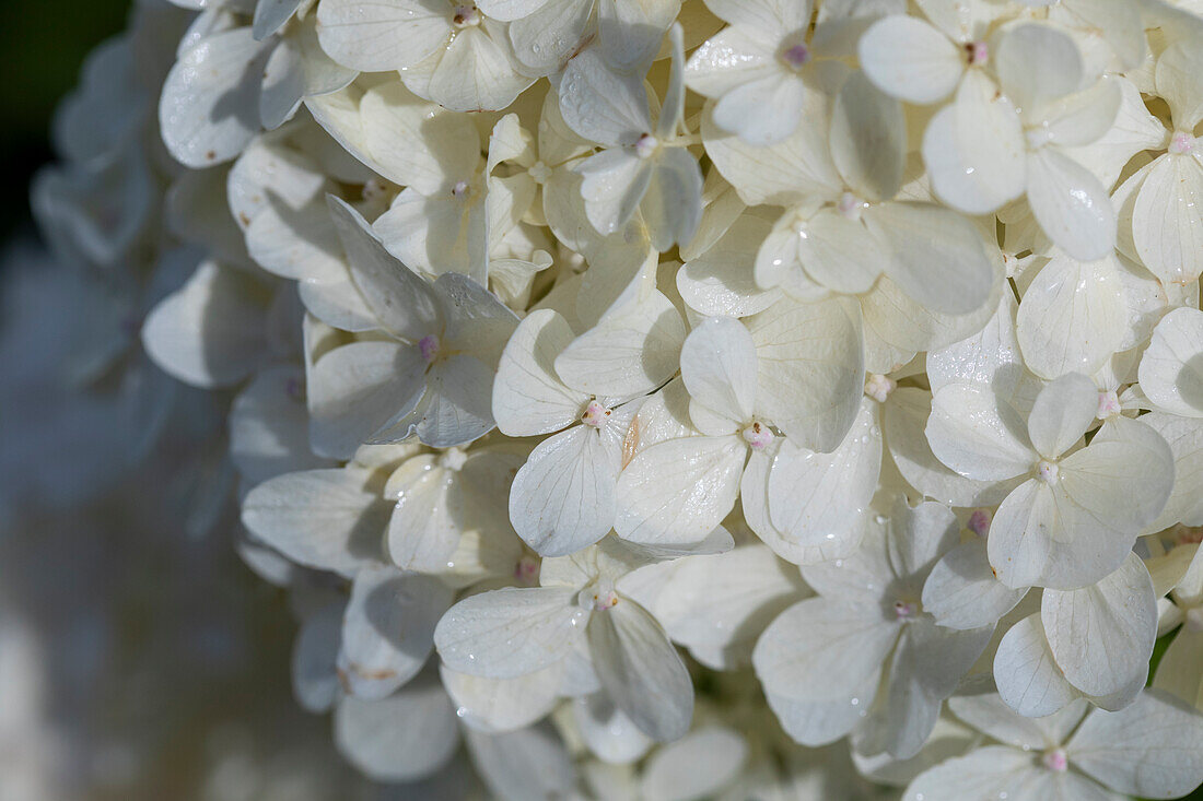 Hydrangea paniculata