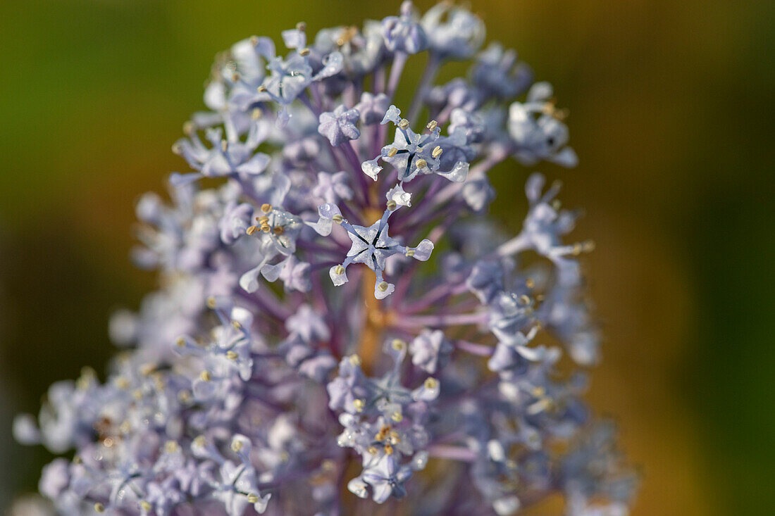 Ceanothus delilianus 'Gloire de Versailles'