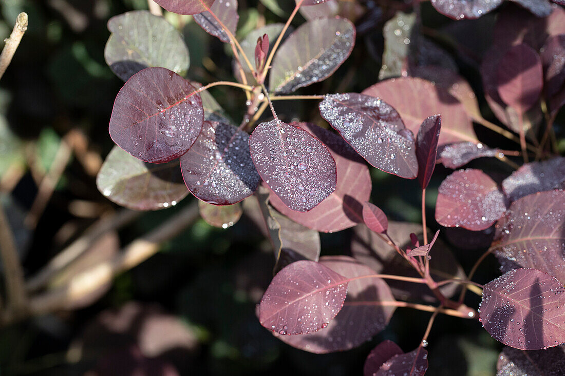 Cotinus coggygria 'Royal Purple'