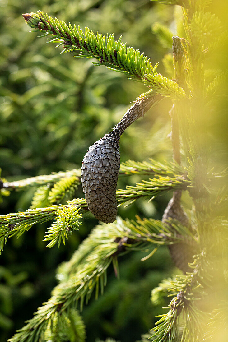 Picea abies 'Acrocona'