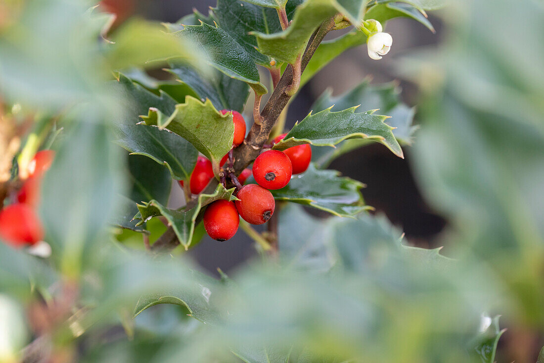 Ilex meserveae 'Heckenstar'(s)