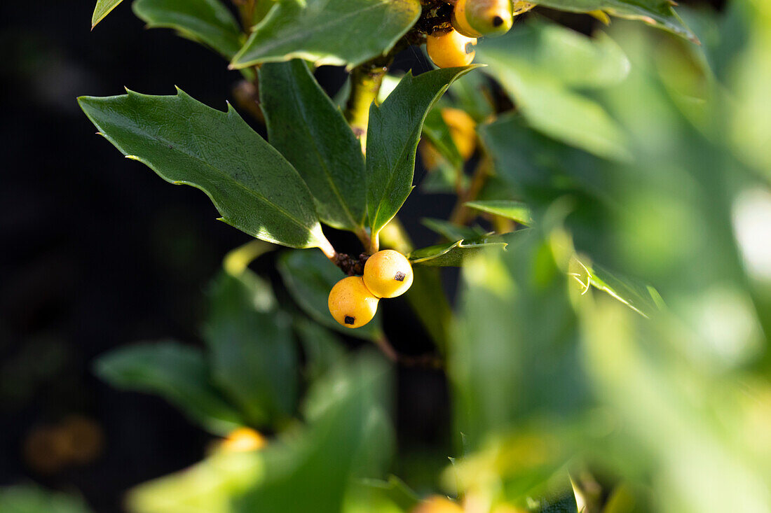 Ilex meserveae 'Golden Girl'