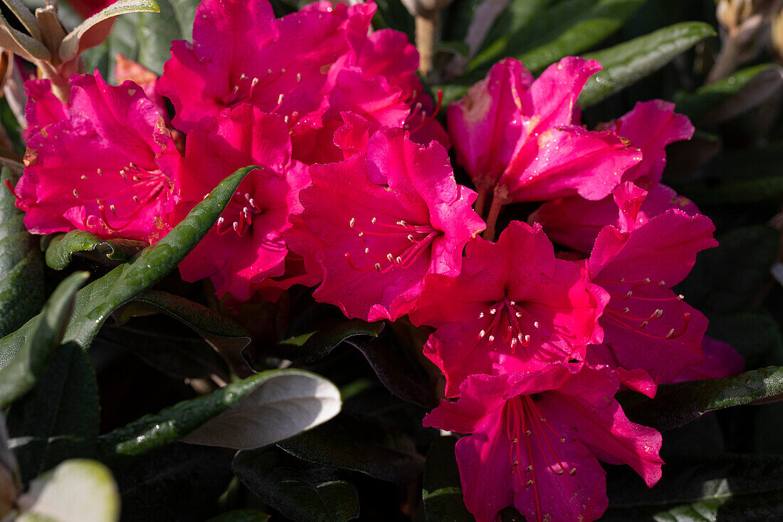 Rhododendron yakushimanum, rot