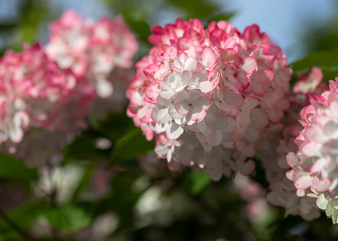 Hydrangea paniculata