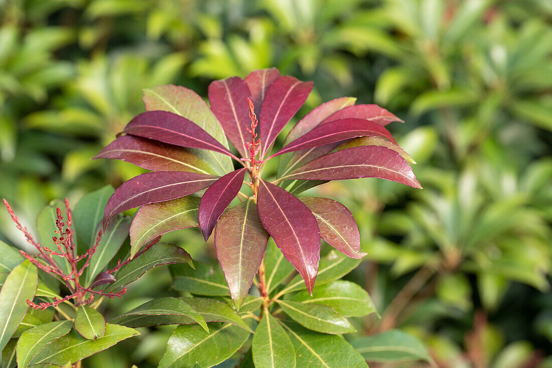 Pieris japonica 'Red Mill'