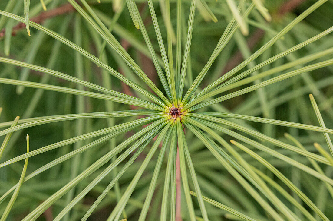 Sciadopitys verticillata