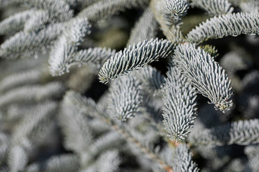 Abies procera 'Glauca'