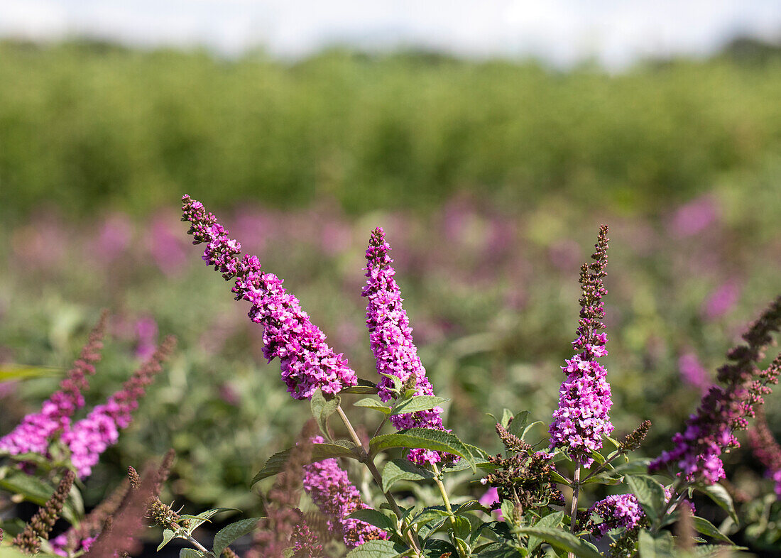 Buddleja davidii 'Pink Micro Chip'