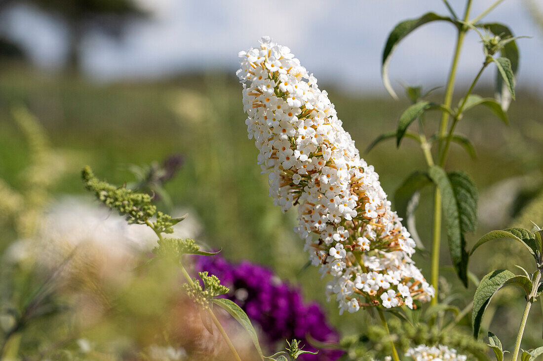 Buddleja davidii, weiß