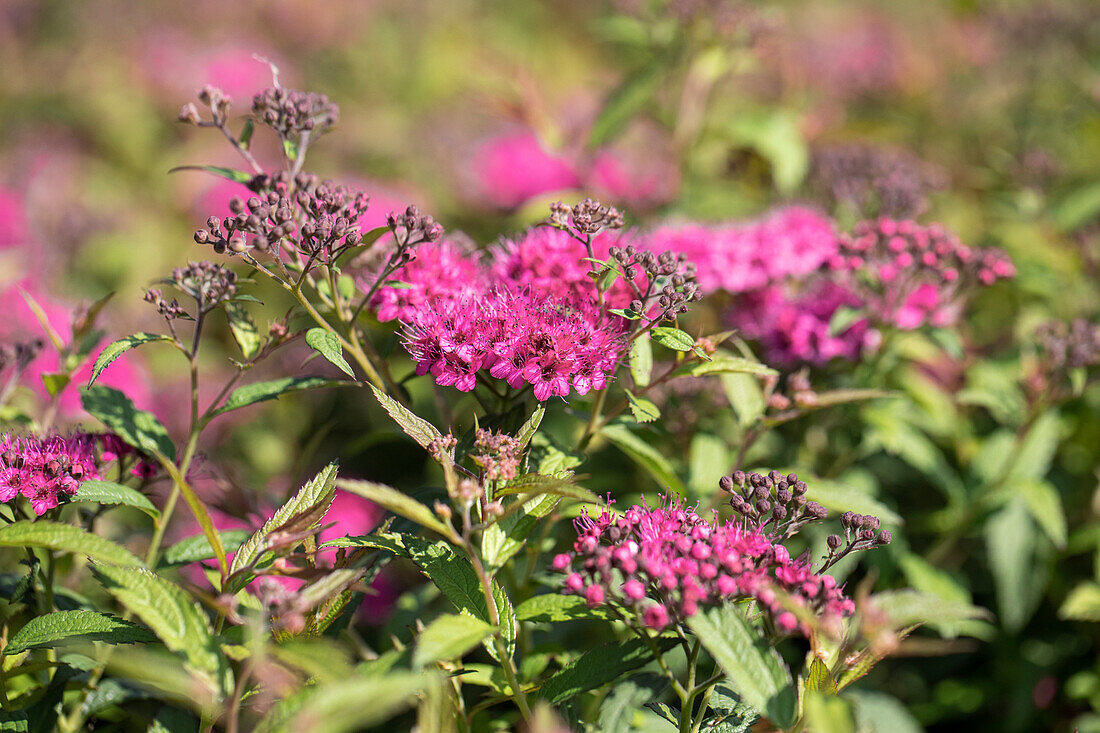 Spiraea japonica 'Anthony Waterer'