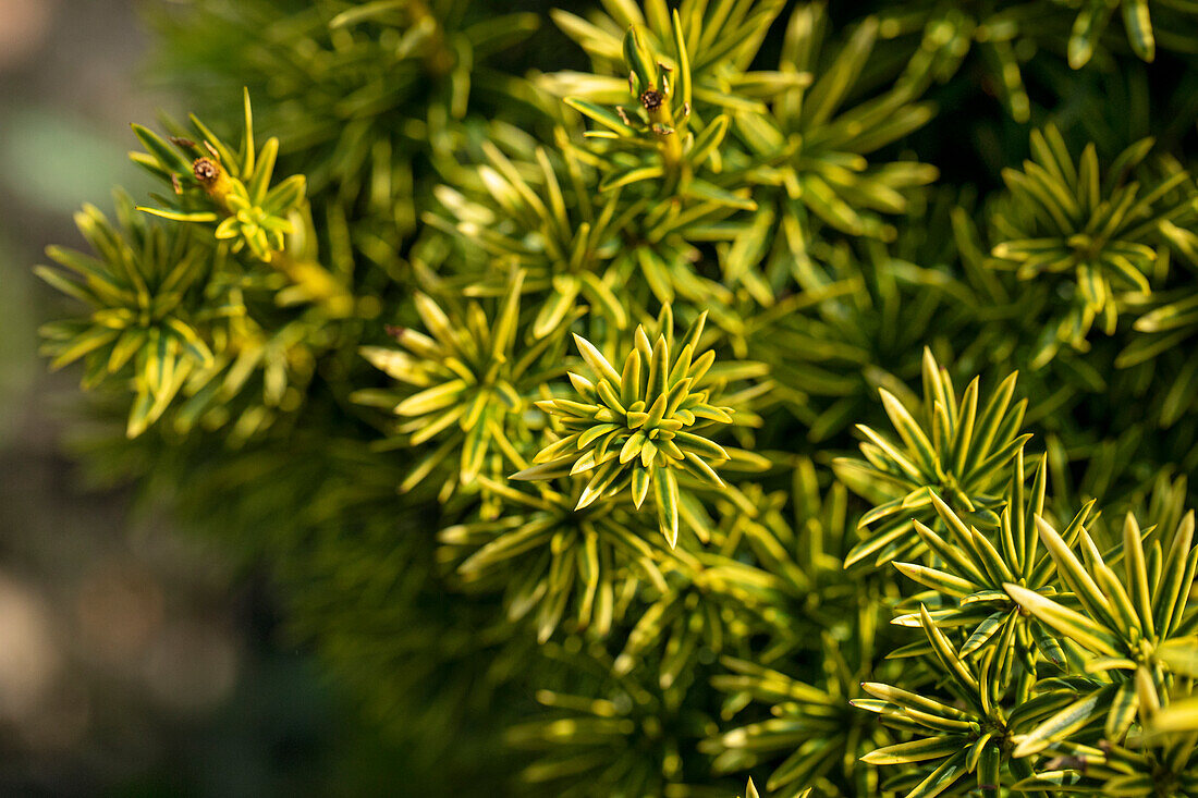 Taxus baccata 'Fastigiata Aureomarginata'